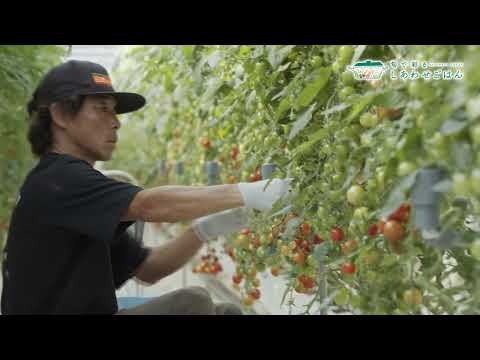 2023年12月1日(金)放送 ミニトマト生産者の声
