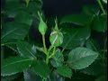 Phool Tumhe Bheja Hai Khat Mein