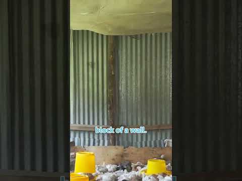 Broiler Chicken Farming broilerchicken poultryfarming chicken poultrymanagement