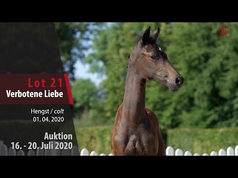 Westfälische Online Auktion 16. - 20. Juli: Lot 21 Verbotene Liebe Hengst v.  V Plus - Dante Weltino