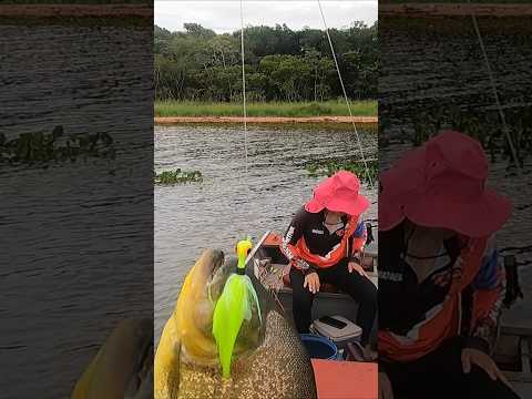 Pescaria de piranha nesse padrão é top #pescaria #piranha #rioparana #matogrossodosul #anaurilândia