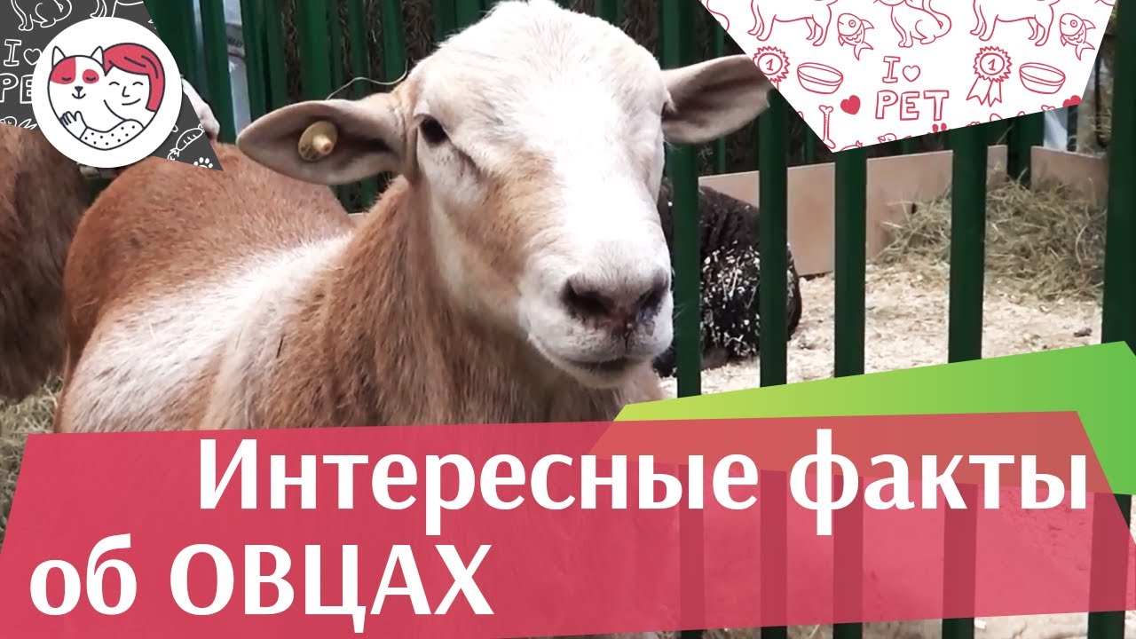 5 необычных фактов об овцах на ilikepet