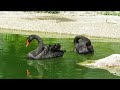 Beautiful Nature Video Download