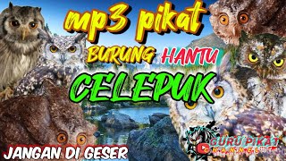 Download lagu suara pikat burung hantu celepuk,langsung nyambar mp3 Download lagu suara pikat burung hantu celepuk,langsung nyambar mp3