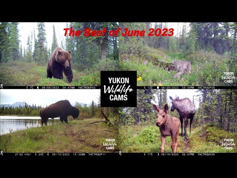My Best trail cam videos of June 2023