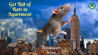 How to Get Rid of Rats in Apartment? How Do Get Rid of Mice in House?