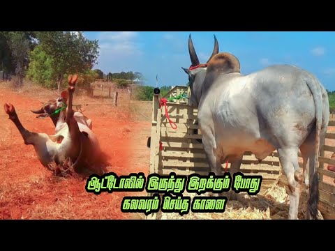 🚚💫ஆட்டோவில் இருந்து விழுந்த காங்கயம் காளை | vehicle in bull dwon in 🚨damage | தமிழ் மாணவன்