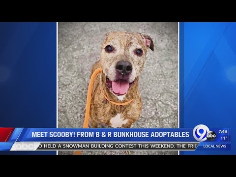 TMN Weekend - Petsavers - 2/21