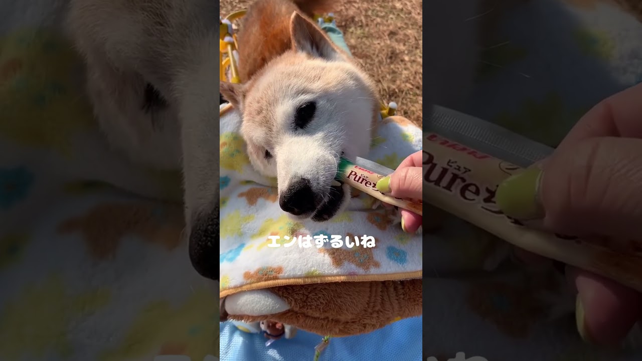 毎日が近づくと心がざわつきます。#犬#柴犬