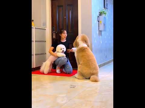 Everyone Stopped Loving This Dog, Except Grandma #shorts
