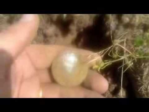 five silver monarchs