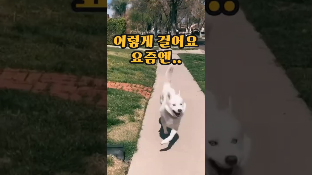 이제는 춤추며 나가요  보호소 아이의 변신 From Fear to Joy She Dances to Go Outside / ELM #댕댕이산책 #rescuedog