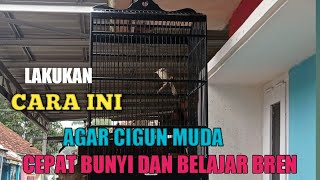 Download lagu Agar cigun muda rajin bunyi dan ngebren mp3