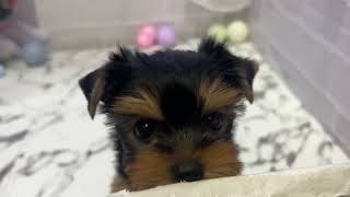 ヨークシャーテリアの動画01