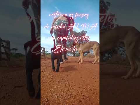 Caminhada sertaneja Comunidade Santa Rita município Vianópolis Goiás Brasil