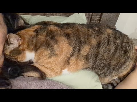 Cat sleeps on my pillow - sound up for purrs