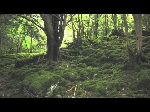 YouTube video about: Which best describes the earliest land plants apex?