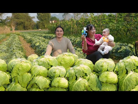 A day harvesting cabbage: selling vegetables, cooking, and slow farm life, SURVIVAL ALONE