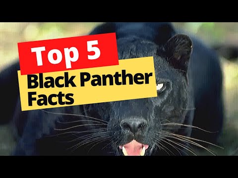 Top 5 Facts about Black Panthers