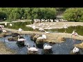 Lesser Flamingo 2022