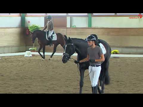 Siegerhengst "Extra Gold" Fremdreitertest Warendorf 09/2022