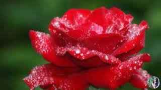 Deewana Mai Chala Song   Udit Narayan