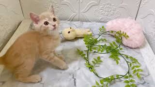 マンチカンの動画01