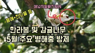 한라봉 및 감귤나무 5월 주요 병해충 방제 애넓적밑빠진벌레 응애 진딧물방제 시기
