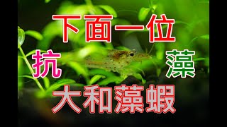 絲藻頭好壯壯 | 馬上進行下面一位 | 淞亮 Z2 實測(下) | SL AQUA AQUARIUM PLANT PROTECTOR | Clean Majority Algae Quickly
