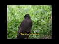 Common Myna Bird Shorts