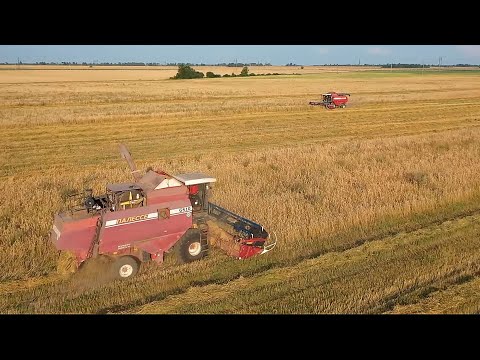 В регионе осталось убрать менее 10 процентов зерновых видео