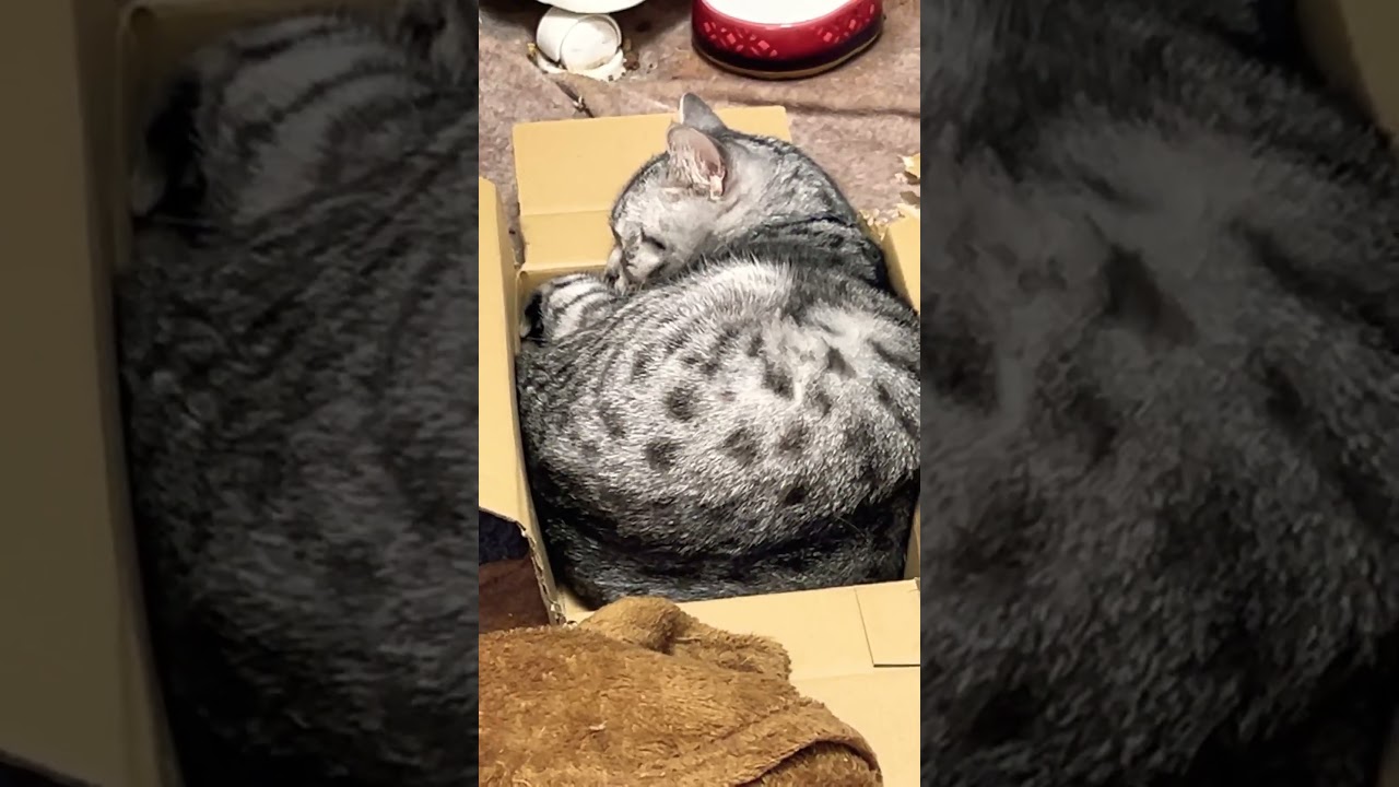 #music #ボカロ曲 #cat #shorts #shortsfeed #shortsvideo