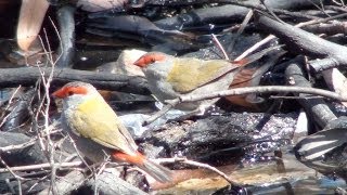 Red-browed Finches drinking at bush water hole