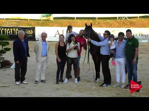 2 nd Place  N.67 EB CRISTAL - Bergamo 2017 - Senior Stallions Championship (Class 23)