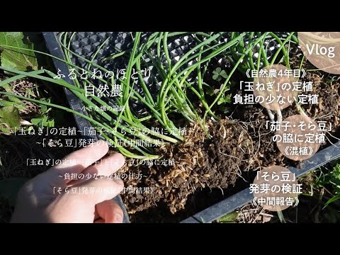 自家製ツリーライムの作り方は？菩提樹にいつメスを入れるのか？なぜ、どのように行うのか?  庭園