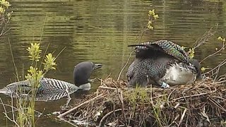 Loon Nest Changing of the Guard