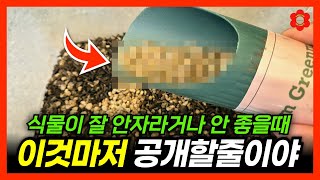 (광고❌️) 식물이 안자라고 안좋을때 '이것'만 넣으세요