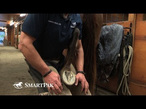 The Safe and Smart Way to Pick Up Your Horse's Back Feet