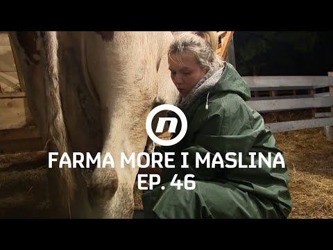 Trzavice Zdenke i Katarine - Epizoda 46 | Farma More i Maslina