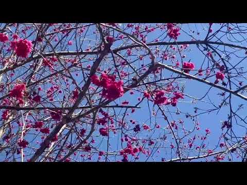 熊蜂於櫻花叢中吸食花蜜