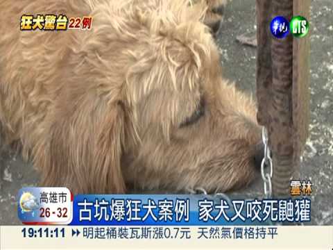 雲林2家犬咬死鼬獾 緊急送檢驗