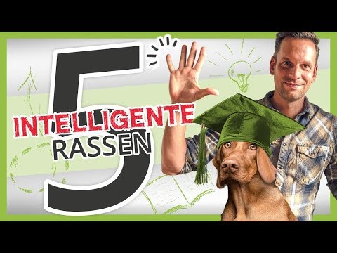Die 5 INTELLIGENTESTEN Hunderassen