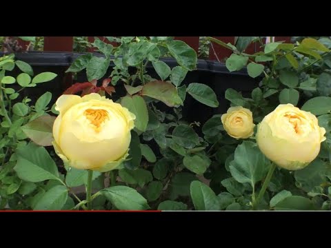 Catalina, Plume and William Shakespeare 2000