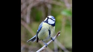 This is My Father&#39;s World  - Amy Grant - Lyrics