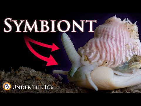 An Unlikely Duo: A Different Kind of Anemone Symbiosis