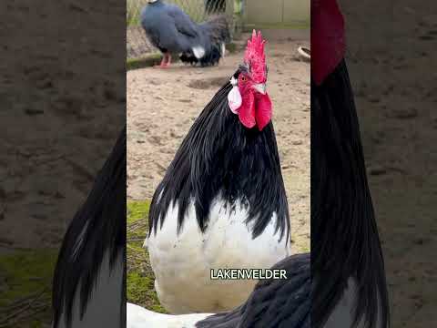 , title : 'THE BEST ROOSTERS 10 different chicken breeds crowing for comparison Australorp Silkie Marans Serama'