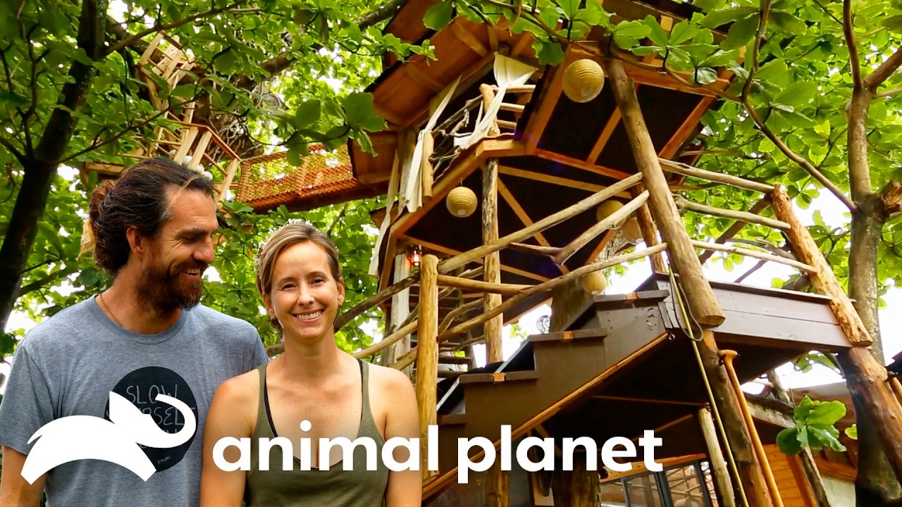 The Perfect Vacation Treehouses! | Treehouse Masters | Animal Planet