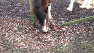 preview picture of video 'Clydesdale Horse Eating Scone Palace By Perth Perthshire Scotland'