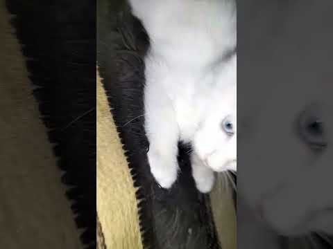 #cat #kitten #cute #catlover #shorts