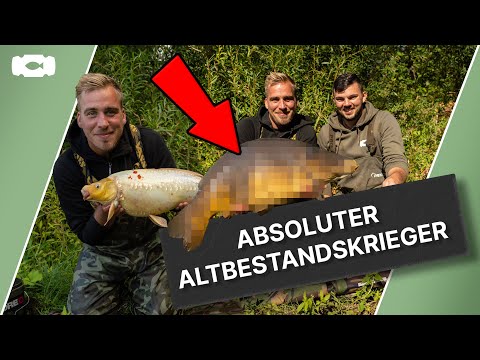 Karpfenangeln im Herbst. 4 Tipps zum Angeln in verkrauteten Kiesgruben.